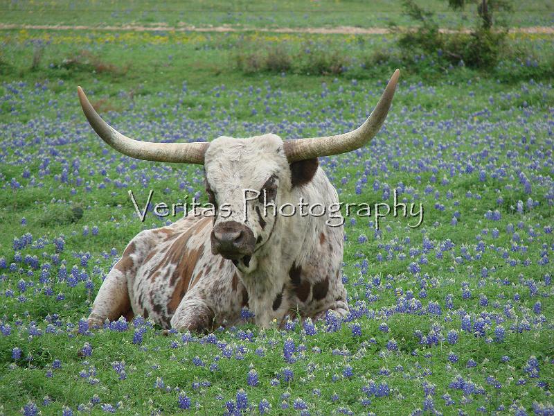 Texas Spring 038.jpg